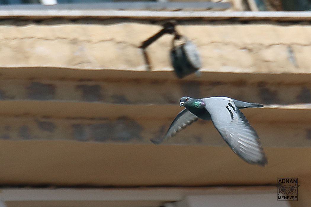 Rock Pigeon